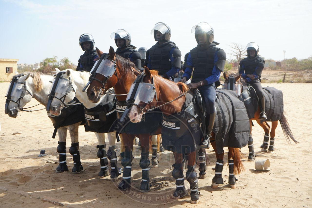 Coopération avec l'Arma dei Carabinieri : formation à l’utilisation des chevaux dans le maintien de l’ordre - Image 1